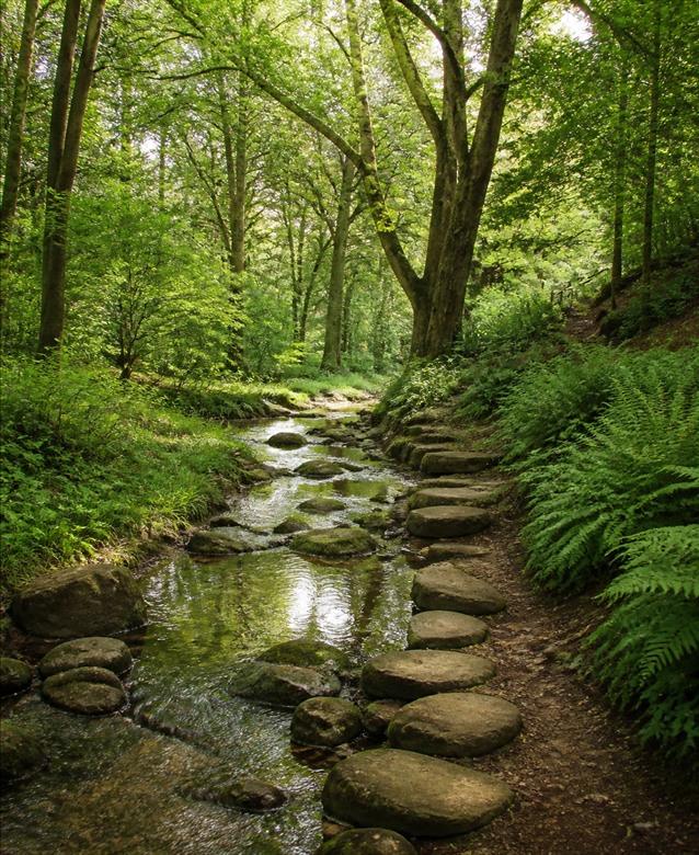 Pârâu liniștit printre arbori maturi